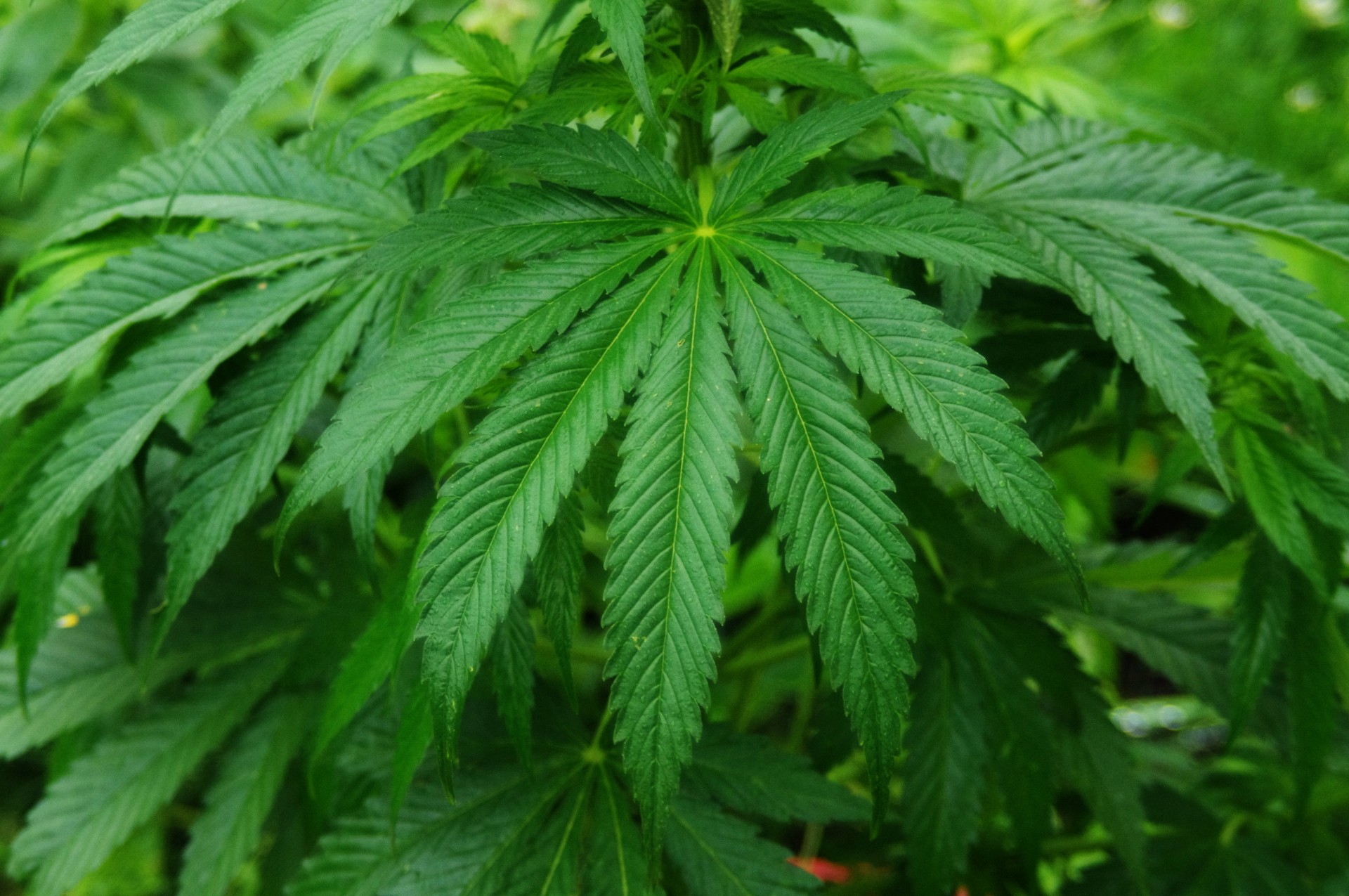 cannabis-sativa-plant.jpg